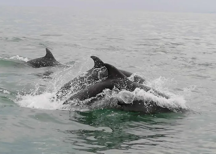 Mobil 4 Personnes En Bord De - Les Goelands *